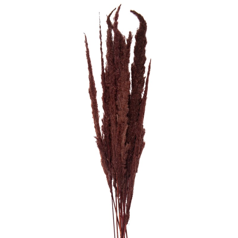 5DF0023 Dried Flowers 100 cm Brown Dried Flowers Bouquet of Dried Flowers