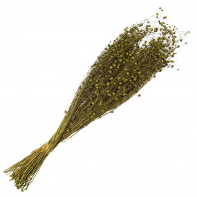25DF0018 Dried Flowers 60 cm Green Dried Flowers Bouquet of Dried Flowers