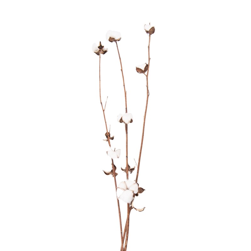 5DF0030 Dried Flowers 80 cm  White Brown Dried Flowers Bouquet of Dried Flowers