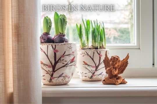 Birds in Nature