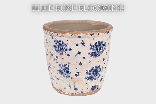 Blue Rose Blooming