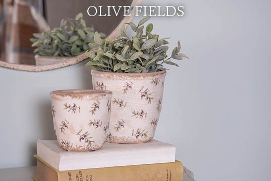 Olive Fields
