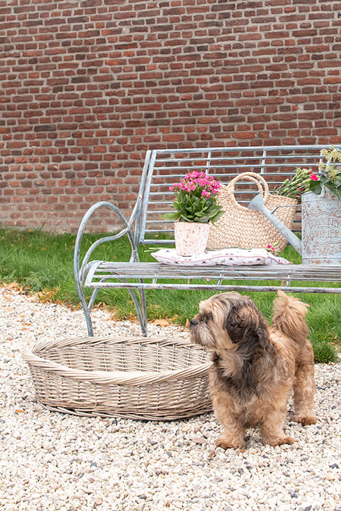 An iron garden bench with garden decorations, and in front of it is a wicker dog bed with a dog beside it