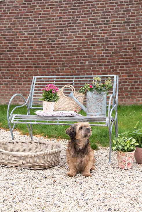 Een metalen tuinbank met een bloempot, tuinkussens, mand, decoratieve gieter en rieten hondenmand met een hond ervoor