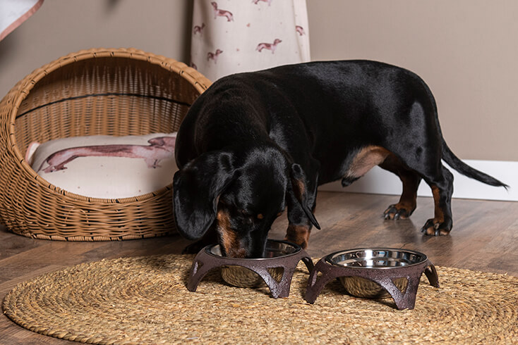 A dachshund eating from a cast iron feeding bowl