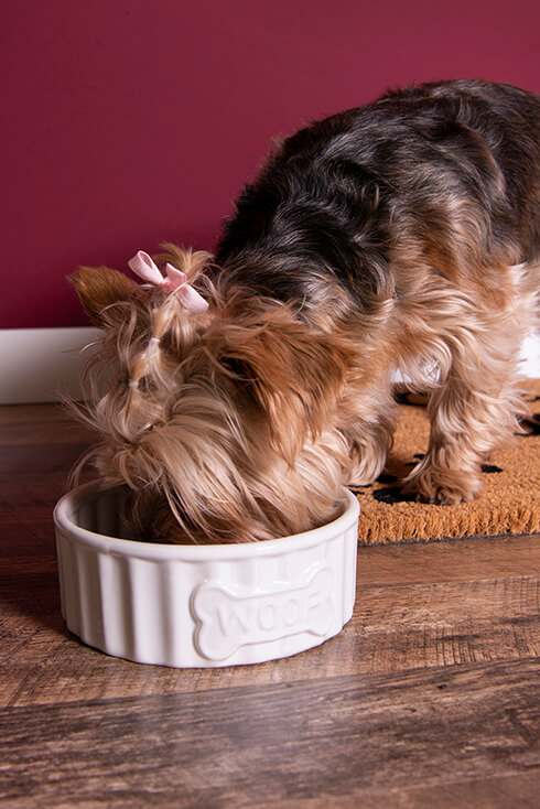 A dog eating from a white dog food bowl