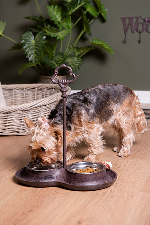 A dog drinking from a cast iron feeding bowl