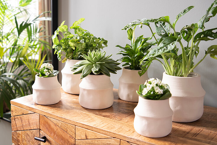 Six white flower pots on a cabinet